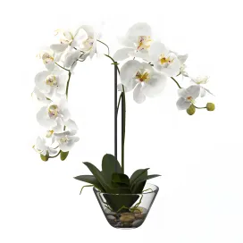 Phalaenopsis silk white orchid in glass vase